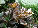 Echeveria Gibbiflora